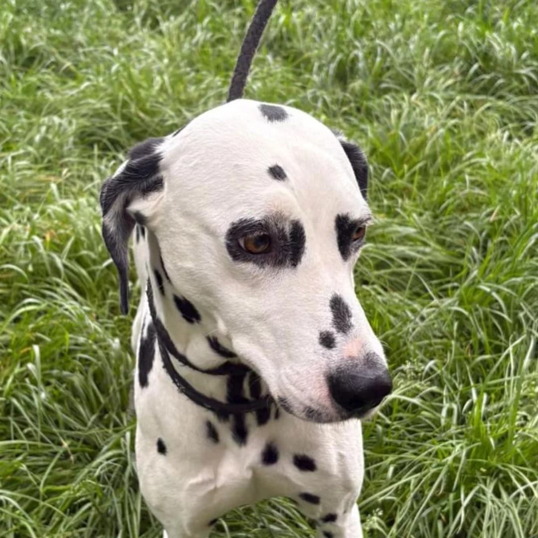 Maisie, Black spotted female 4yo Dalmatian for adoption at British Dalmatian Welfare, Studley