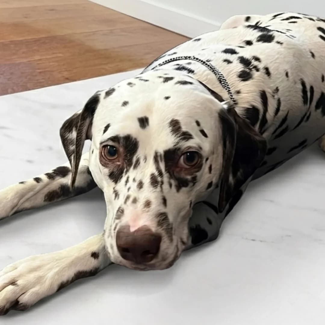 Maple, Liver spotted female 5yo Dalmatian for adoption at British Dalmatian Welfare, Studley