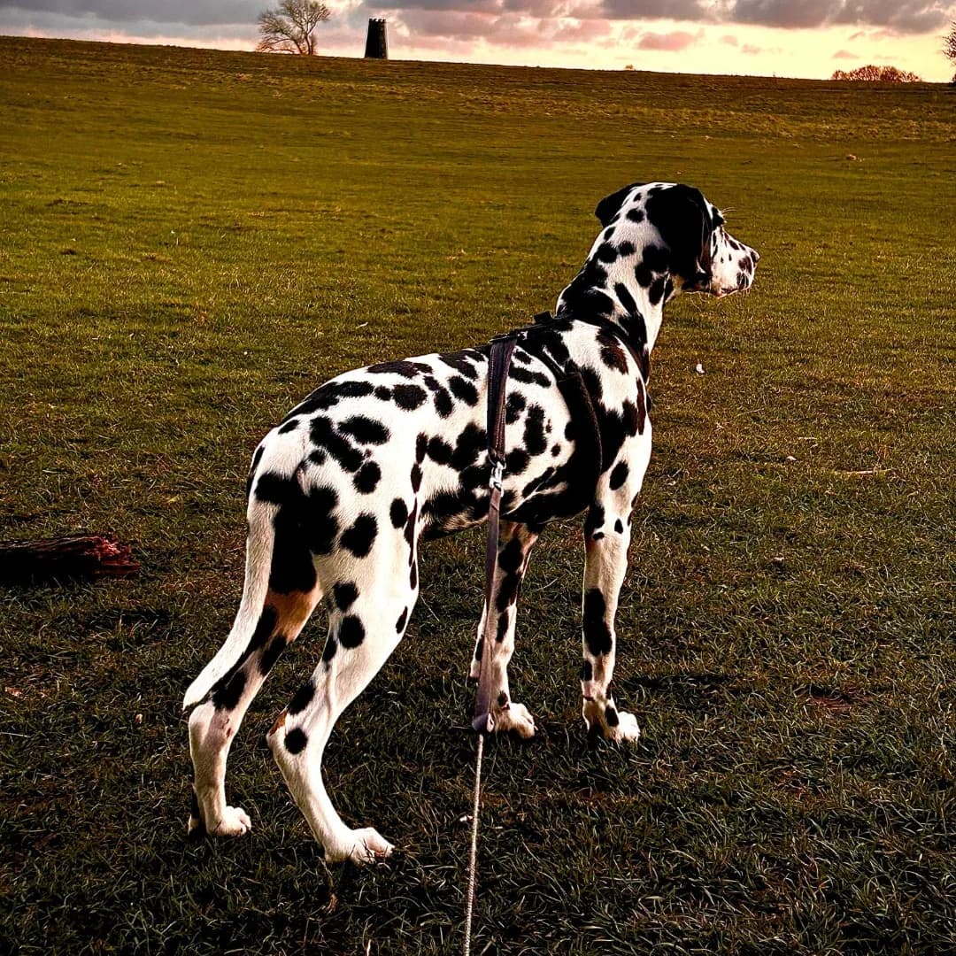 Otto, puppy Dalmatian for adoption at British Dalmatian Welfare, Studley