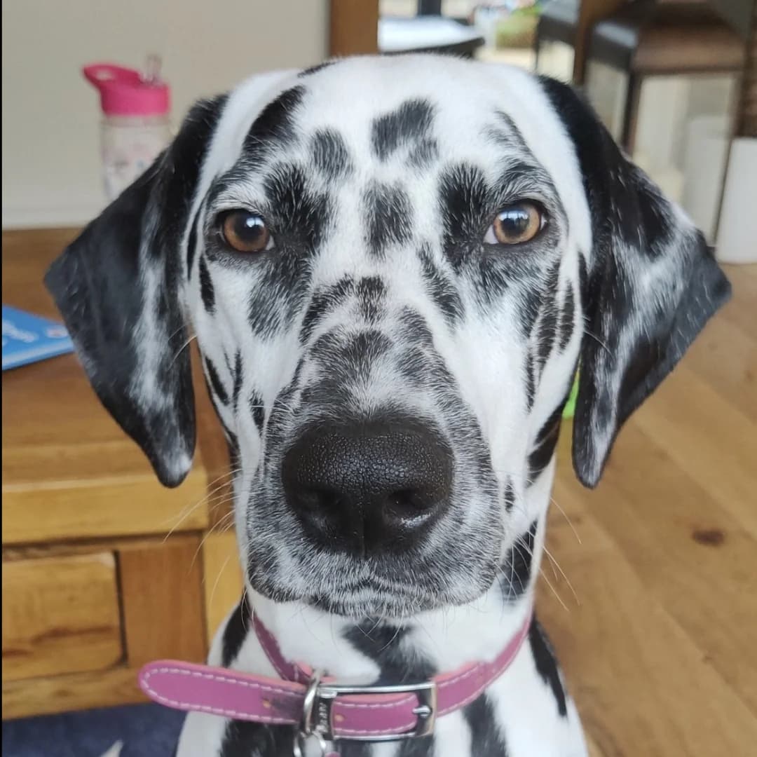Penny, 6yo Dalmatian for adoption at British Dalmatian Welfare, Studley
