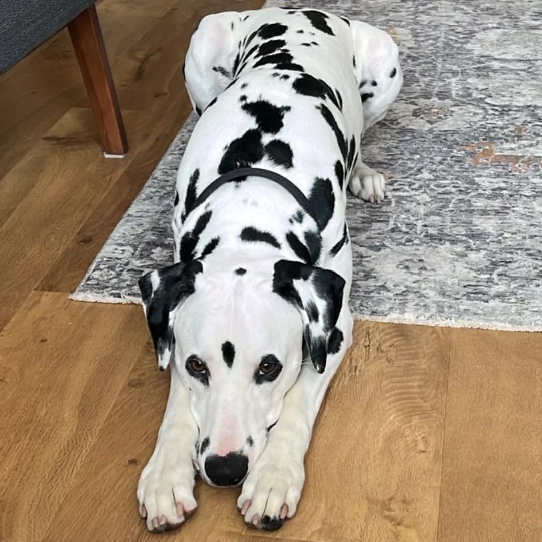 Pongo, puppy Dalmatian for adoption at British Dalmatian Welfare, Studley