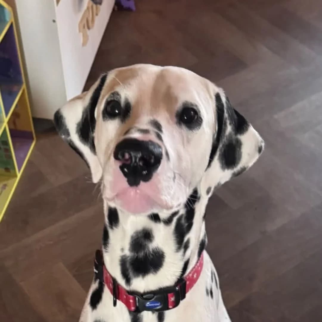 Pongo, puppy Dalmatian for adoption at British Dalmatian Welfare, Studley