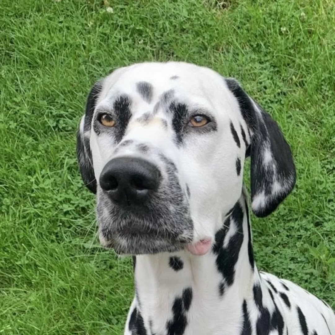Ronnie, 5yo Dalmatian for adoption at British Dalmatian Welfare, Studley