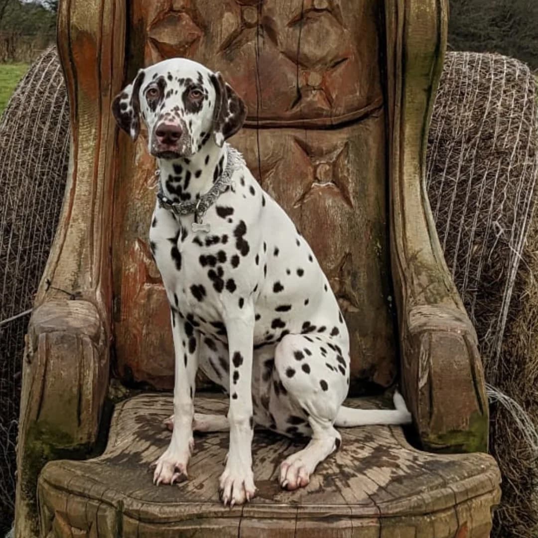 Rukia, 4yo Dalmatian for adoption at British Dalmatian Welfare, Studley