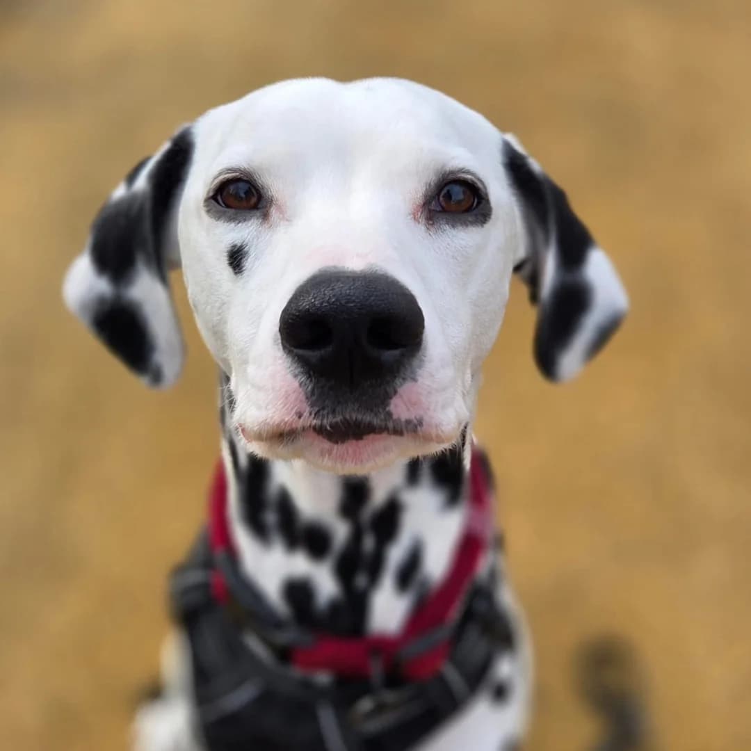 Tilly, Black spotted female 4yo Dalmatian for adoption at British Dalmatian Welfare, Studley