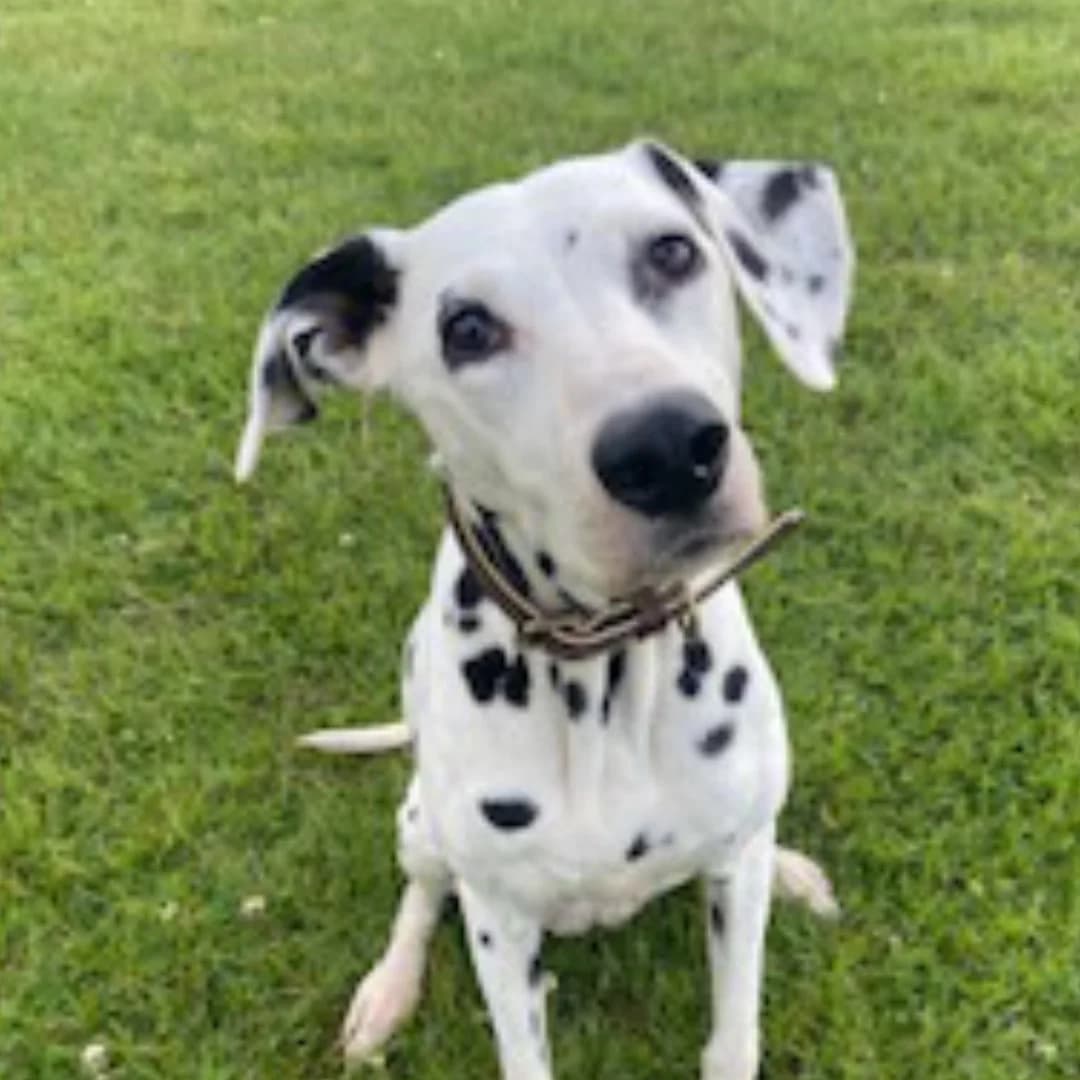 Willow (2), Black spotted female senior Dalmatian for adoption at British Dalmatian Welfare, Studley