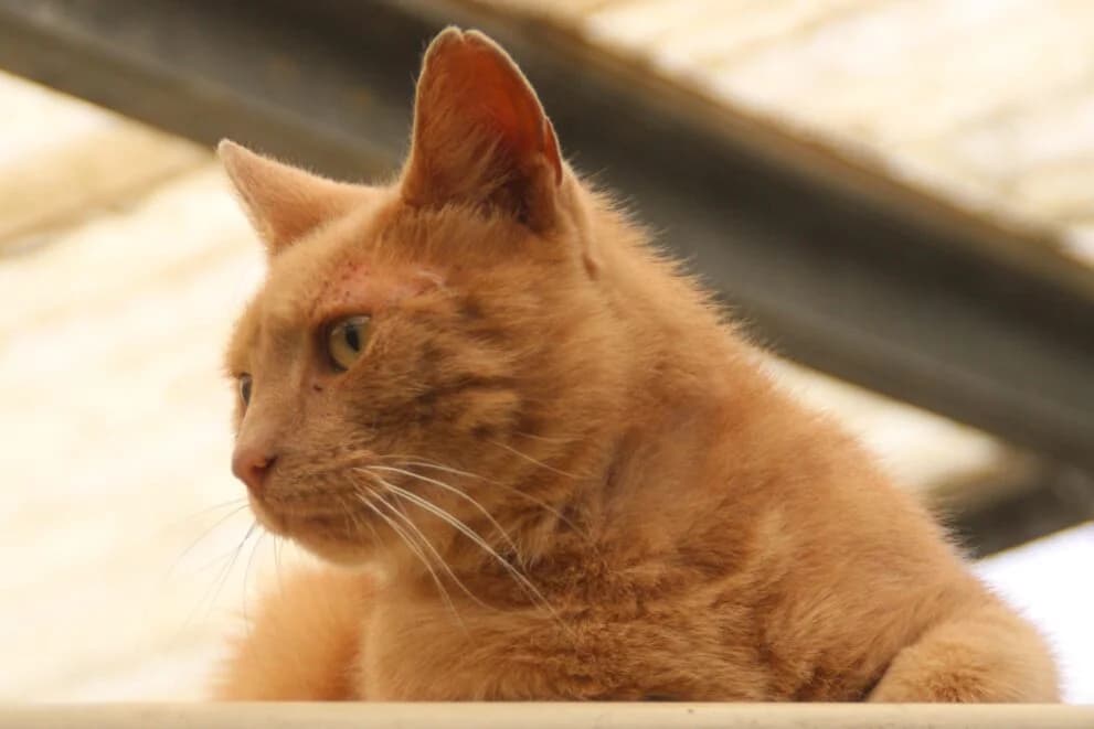 Alfie, male 7yo Mixed Breed Cat for adoption at Brysons Animal Refuge