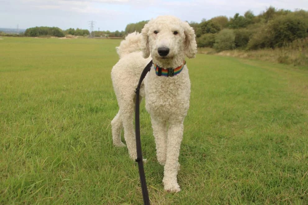 Andy, male puppy Poodle for adoption at Brysons Animal Refuge
