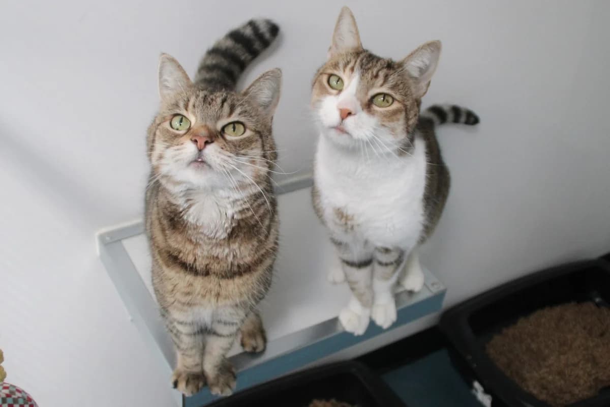 Anton & Shirley, male young Mixed Breed Cat for adoption at Brysons Animal Refuge