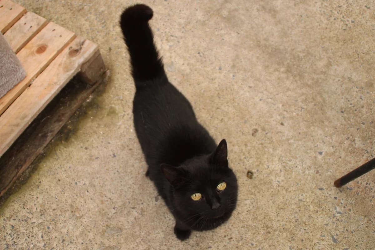 Astro, male senior Mixed Breed Cat for adoption at Brysons Animal Refuge