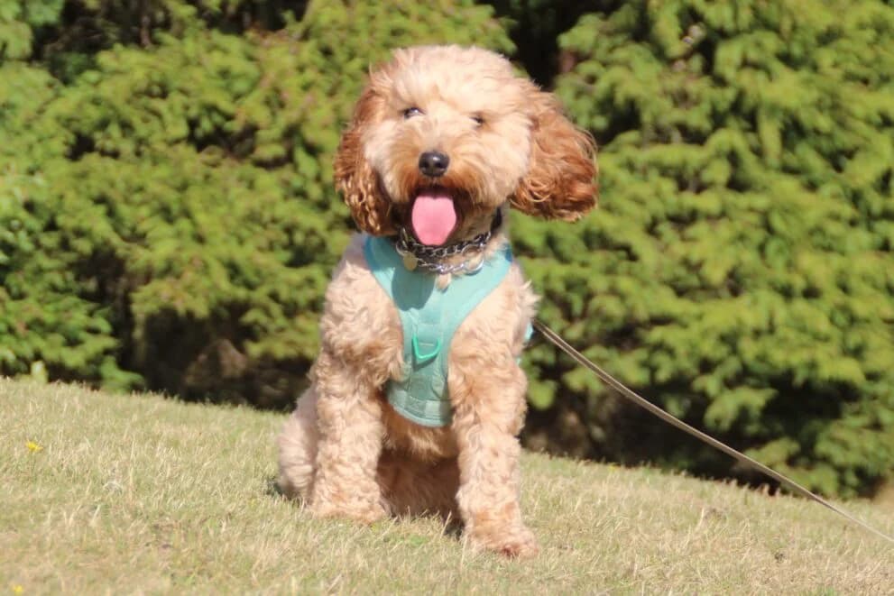 Athena, female 3yo Cockapoo for adoption at Brysons Animal Refuge