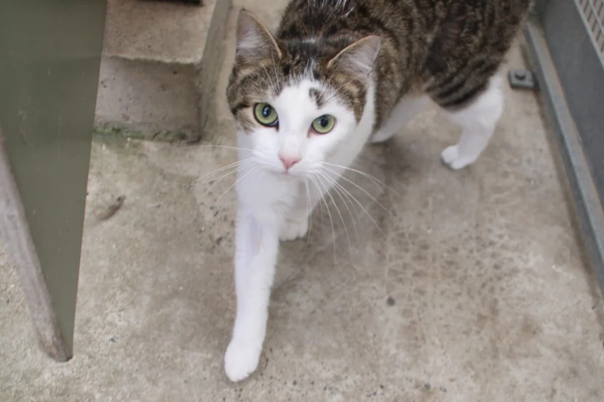 Bambi, female young Mixed Breed Cat for adoption at Brysons Animal Refuge