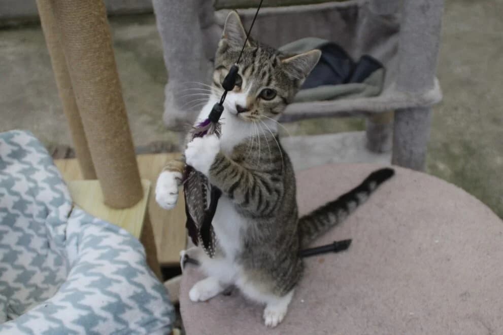 Barry, male puppy Mixed Breed Cat for adoption at Brysons Animal Refuge