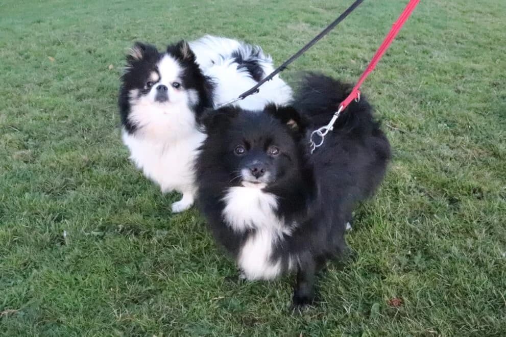 Bella & Oreo, female 4yo Pomeranian for adoption at Brysons Animal Refuge