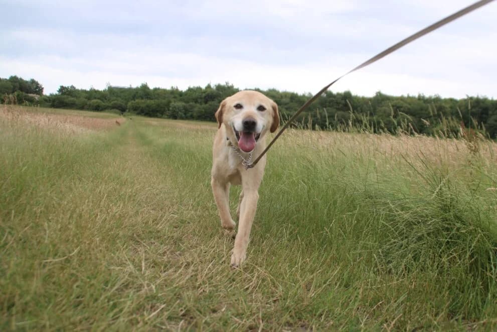 Charlie, male senior Labrador Retriever for adoption at Brysons Animal Refuge