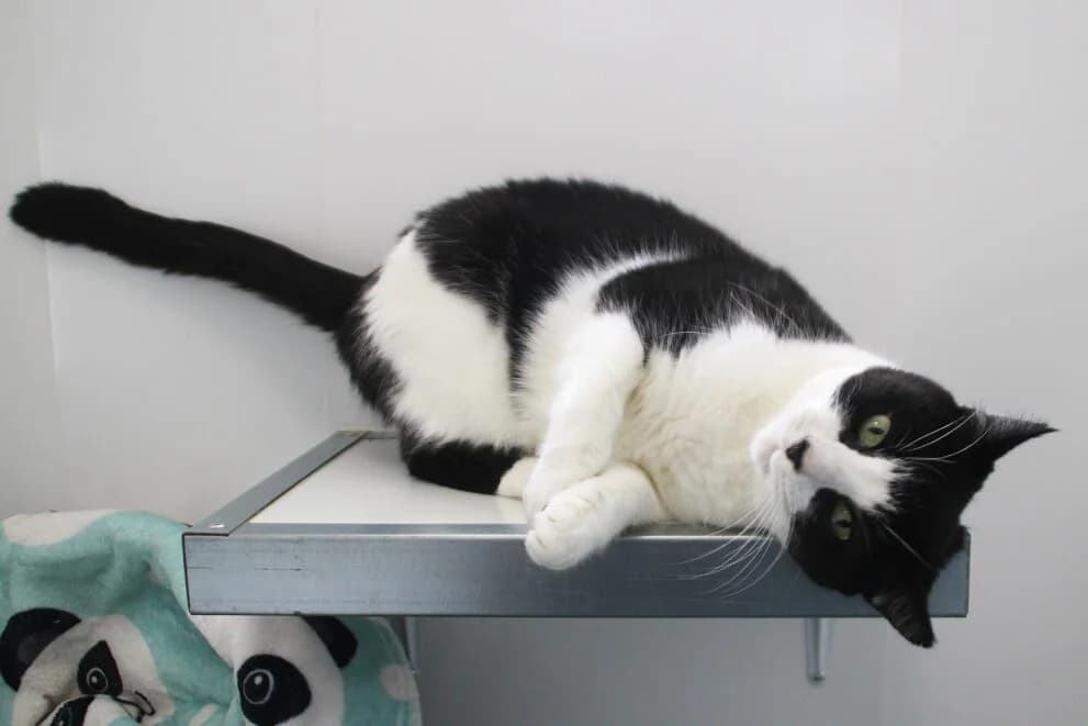 Charlie, male senior Mixed Breed Cat for adoption at Brysons Animal Refuge