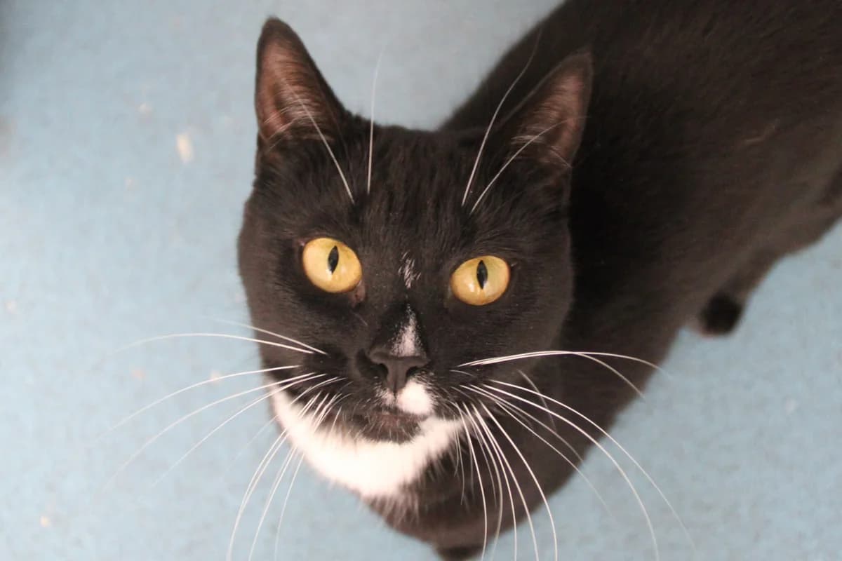 Cleo, female young Mixed Breed Cat for adoption at Brysons Animal Refuge