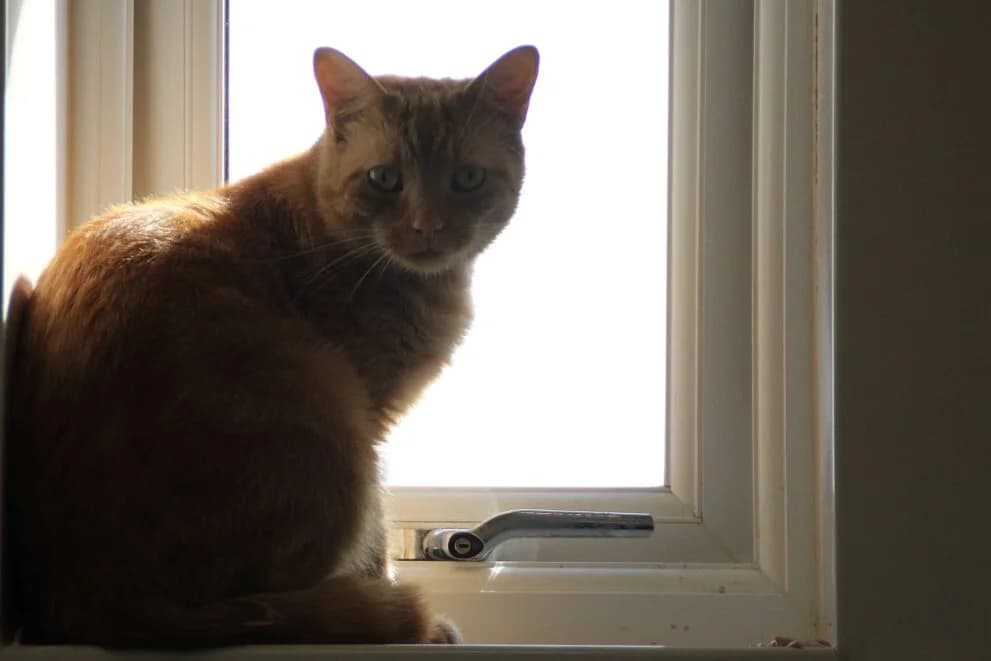 Freddie, male 3yo Mixed Breed Cat for adoption at Brysons Animal Refuge