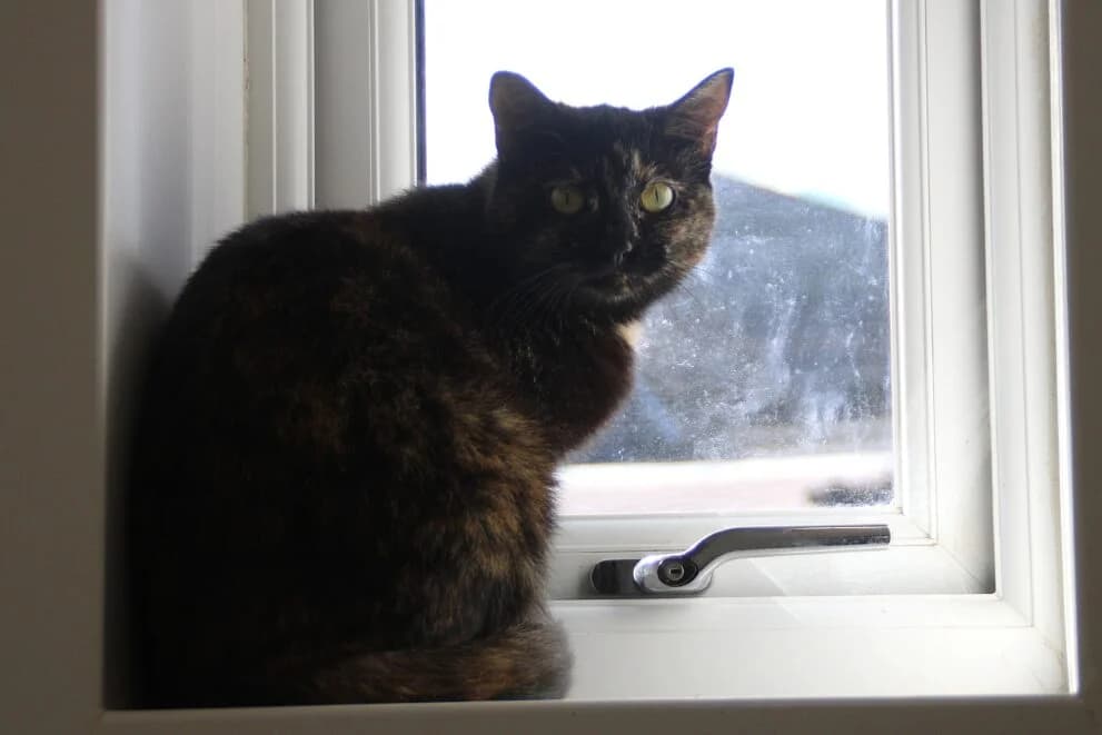 Freya, female 3yo Mixed Breed Cat for adoption at Brysons Animal Refuge