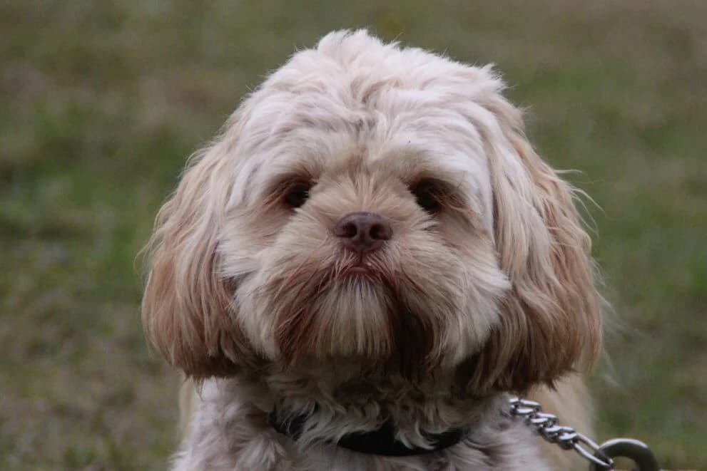 Fudge, male puppy Shih Tzu for adoption at Brysons Animal Refuge