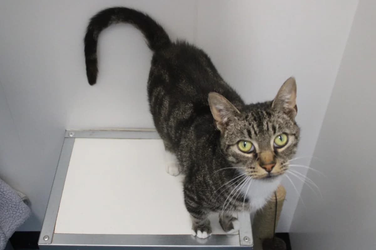 George, male 5yo Mixed Breed Cat for adoption at Brysons Animal Refuge