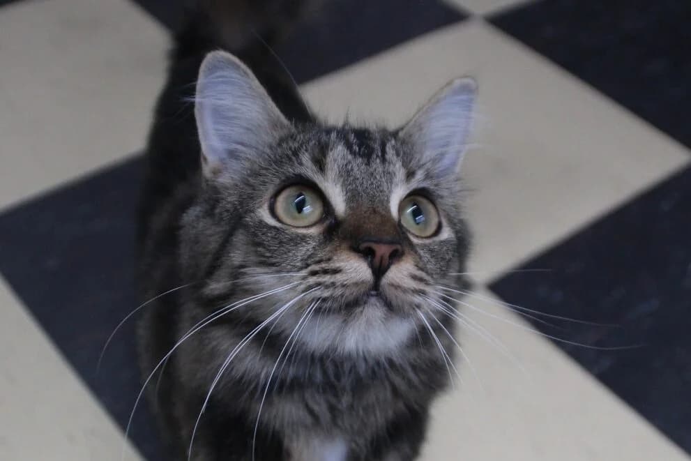 Gwen, female puppy Mixed Breed Cat for adoption at Brysons Animal Refuge
