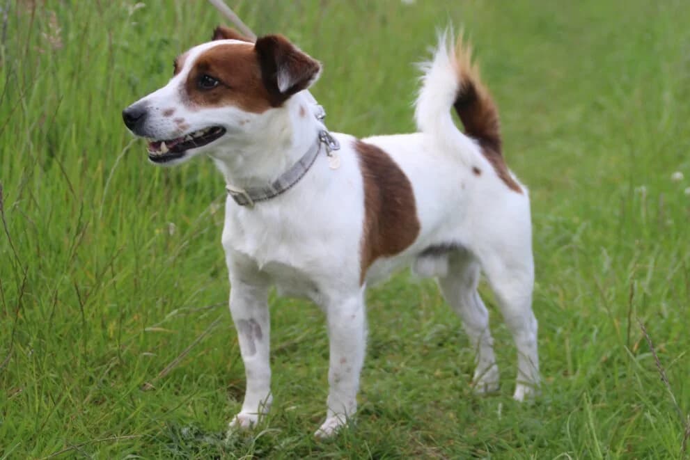 Halo, male 4yo Jack Russell Terrier for adoption at Brysons Animal Refuge
