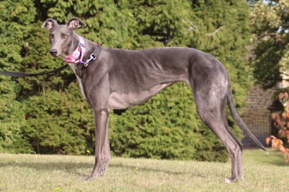 Holly, female 3yo Greyhound for adoption at Brysons Animal Refuge