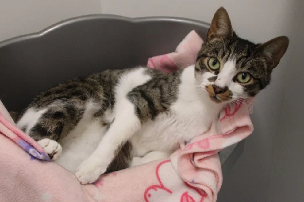 Hugo, male puppy Mixed Breed Cat for adoption at Brysons Animal Refuge