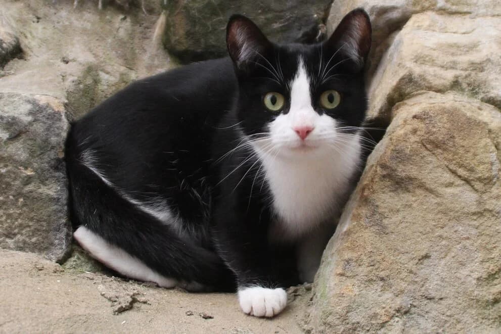 Kip, female 3yo Mixed Breed Cat for adoption at Brysons Animal Refuge
