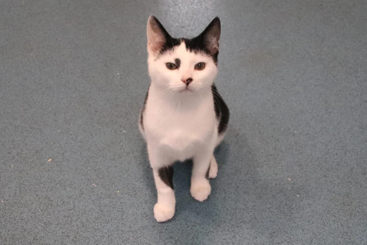 Kittens, male puppy Mixed Breed Cat for adoption at Brysons Animal Refuge