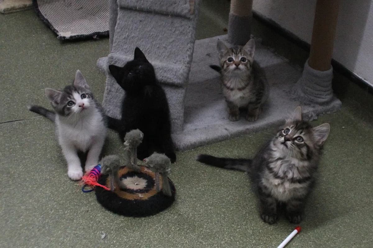 Kittens, male puppy Mixed Breed Cat for adoption at Brysons Animal Refuge
