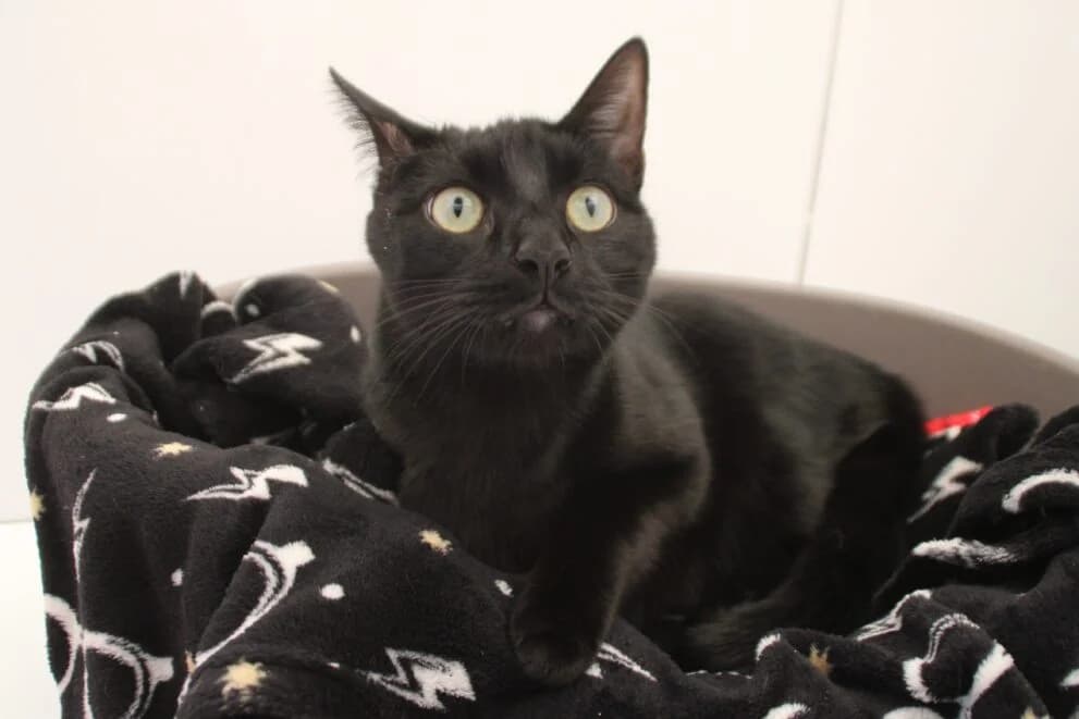 Loki, male young Mixed Breed Cat for adoption at Brysons Animal Refuge