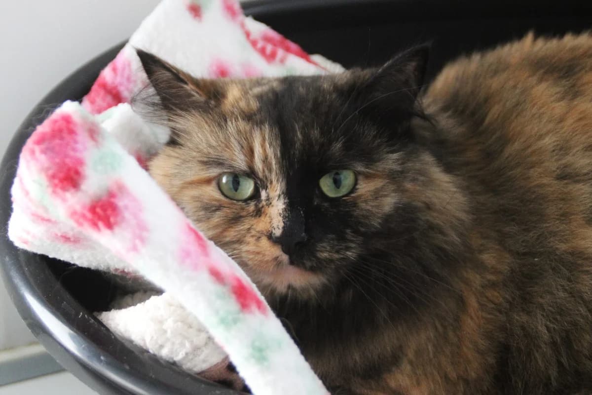 Lottie, female 5yo Mixed Breed Cat for adoption at Brysons Animal Refuge
