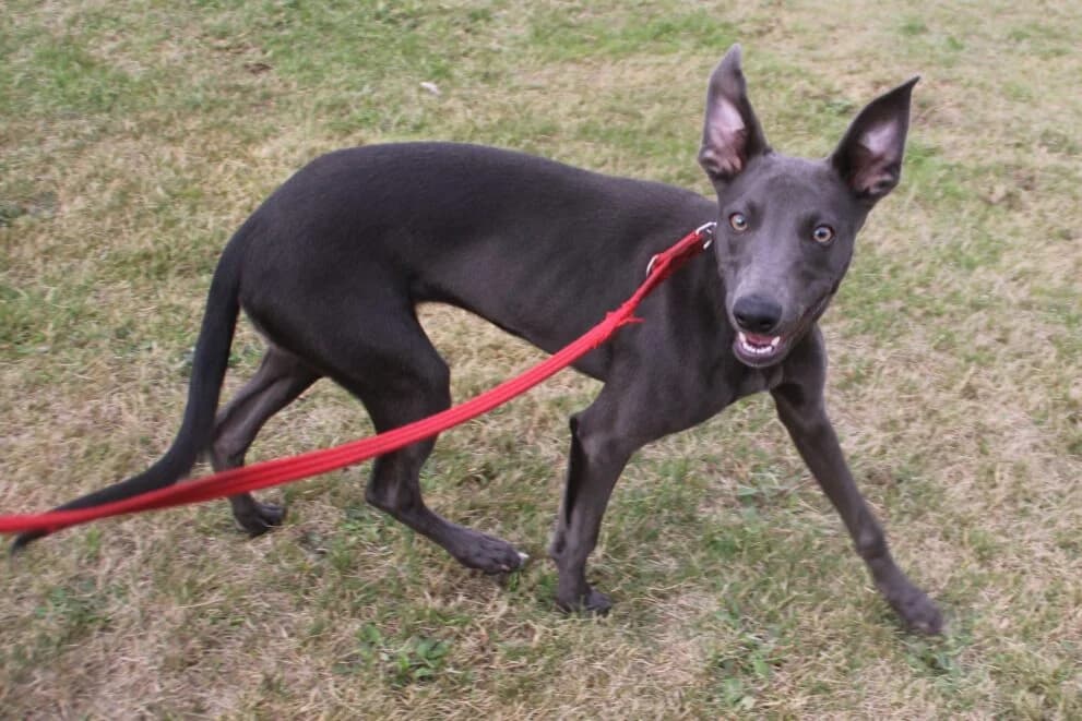 Lucy, female puppy Whippet for adoption at Brysons Animal Refuge