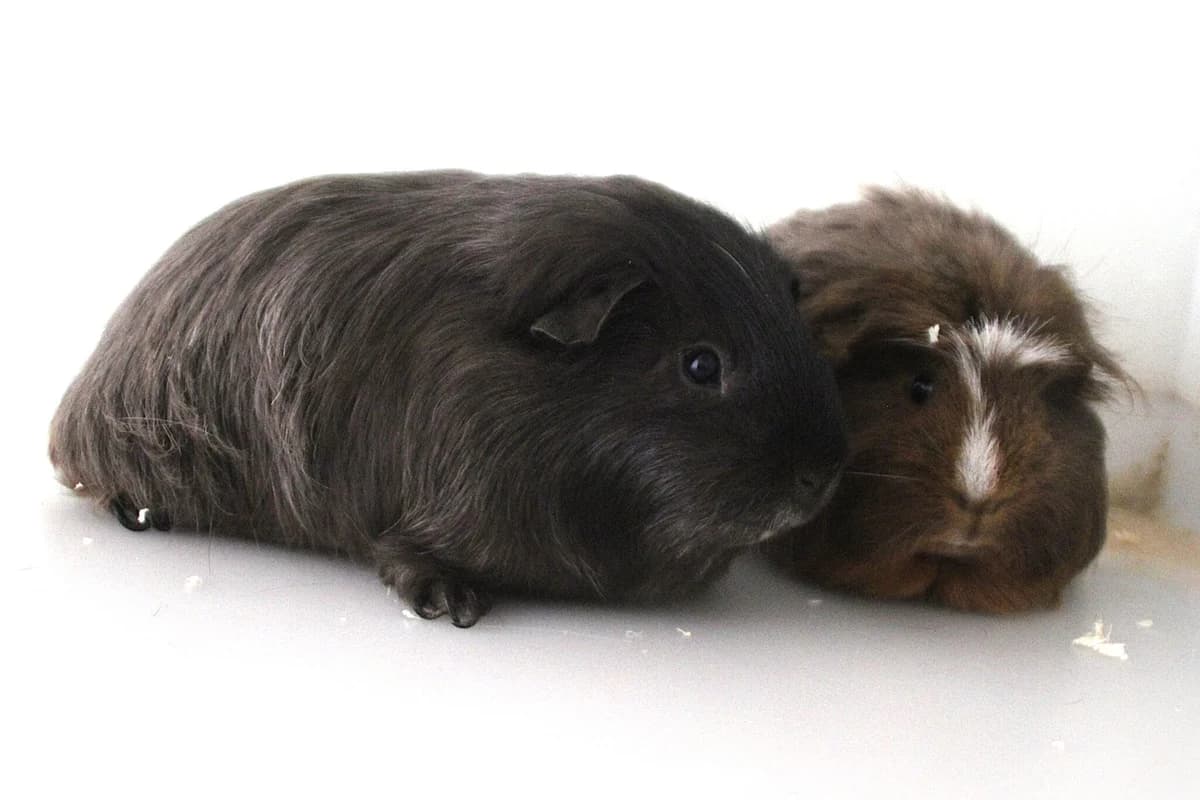Midnight & Rocky, male puppy mixed breed for adoption at Brysons Animal Refuge