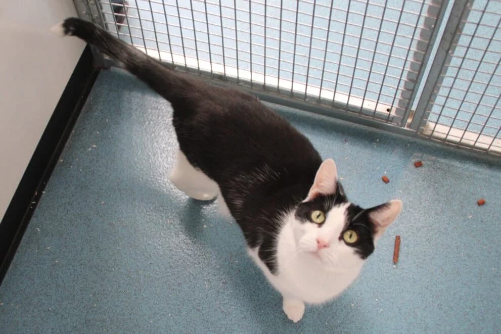 Narla, female 4yo Mixed Breed for adoption at Brysons Animal Refuge