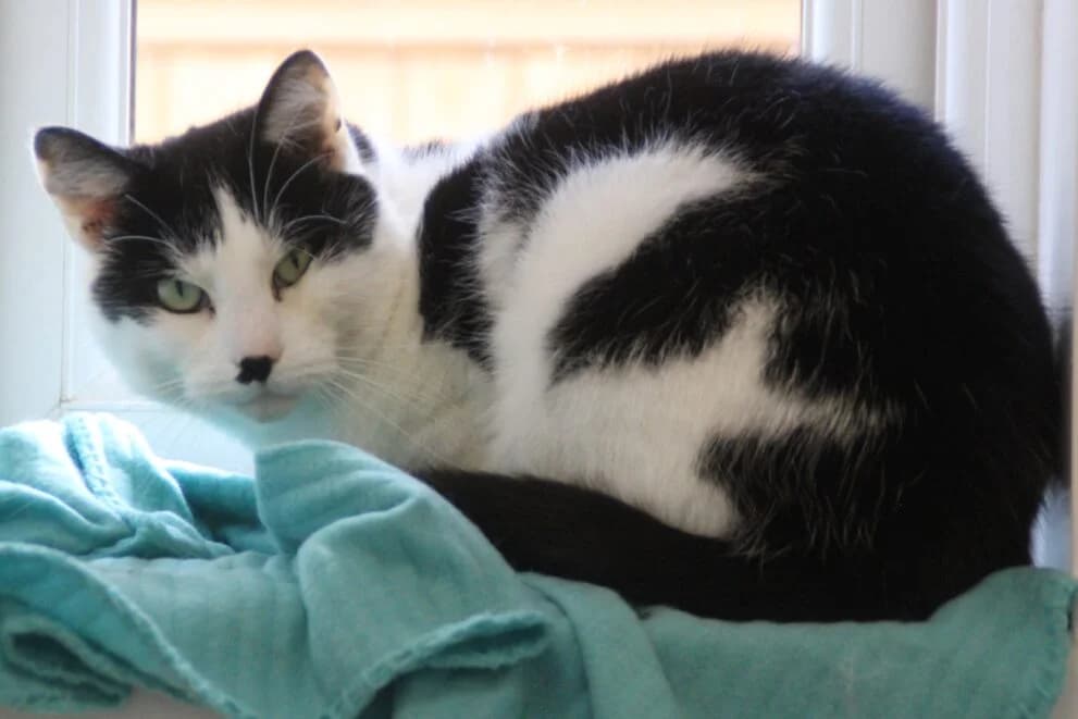 Ozzy, male 5yo Mixed Breed Cat for adoption at Brysons Animal Refuge