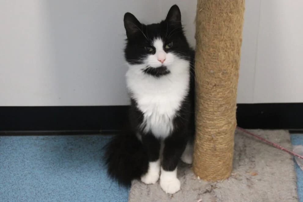 Pattie, female young Mixed Breed Cat for adoption at Brysons Animal Refuge