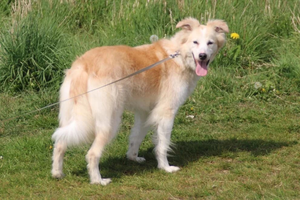 Penny, female 6yo Mixed Breed for adoption at Brysons Animal Refuge