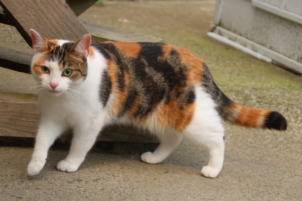 Poppy, female young Mixed Breed Cat for adoption at Brysons Animal Refuge
