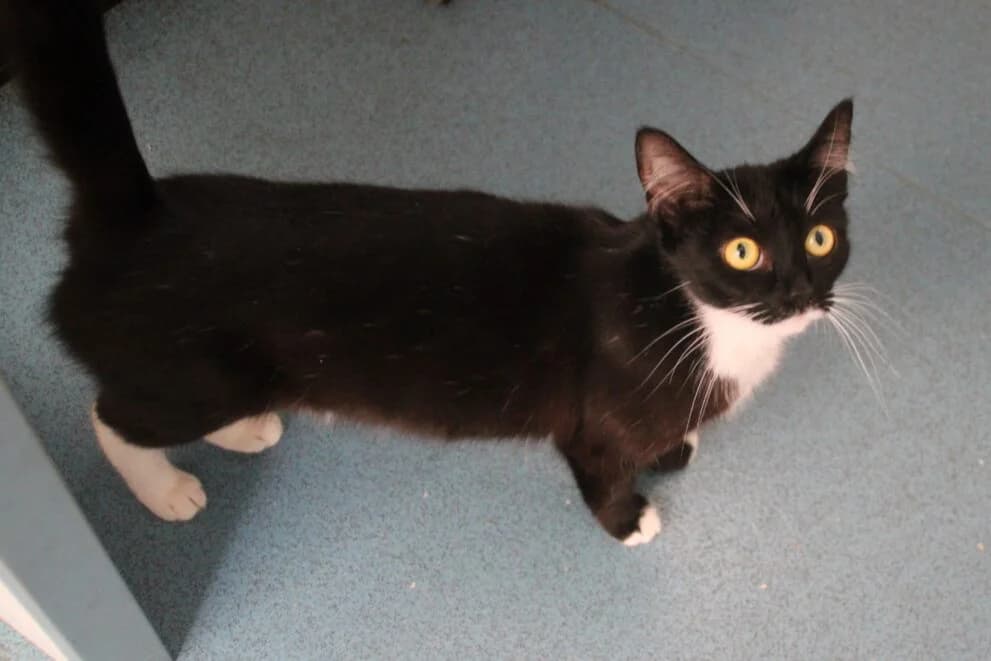 Razzle, female young Mixed Breed Cat for adoption at Brysons Animal Refuge