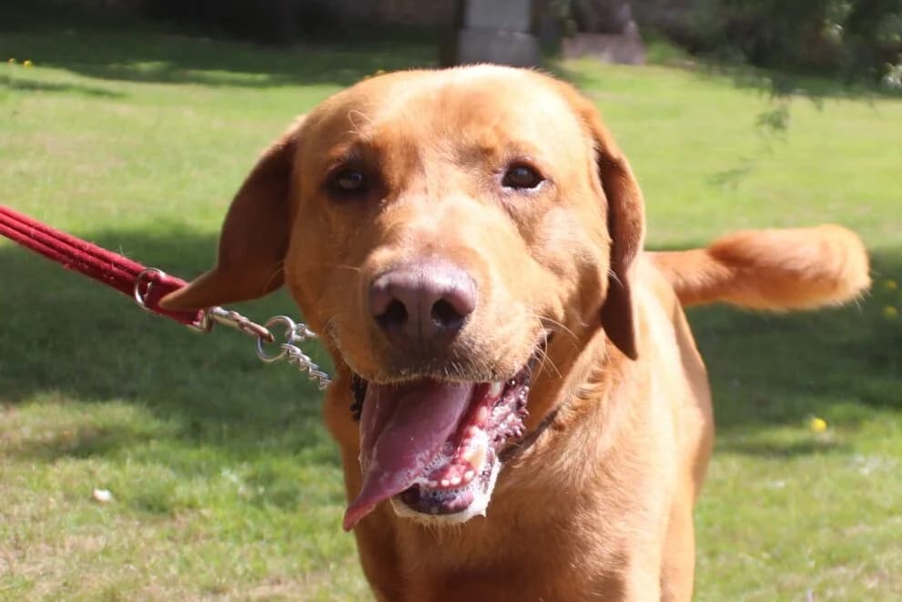 Red – Foster Home found, male 4yo Labrador Retriever for adoption at Brysons Animal Refuge