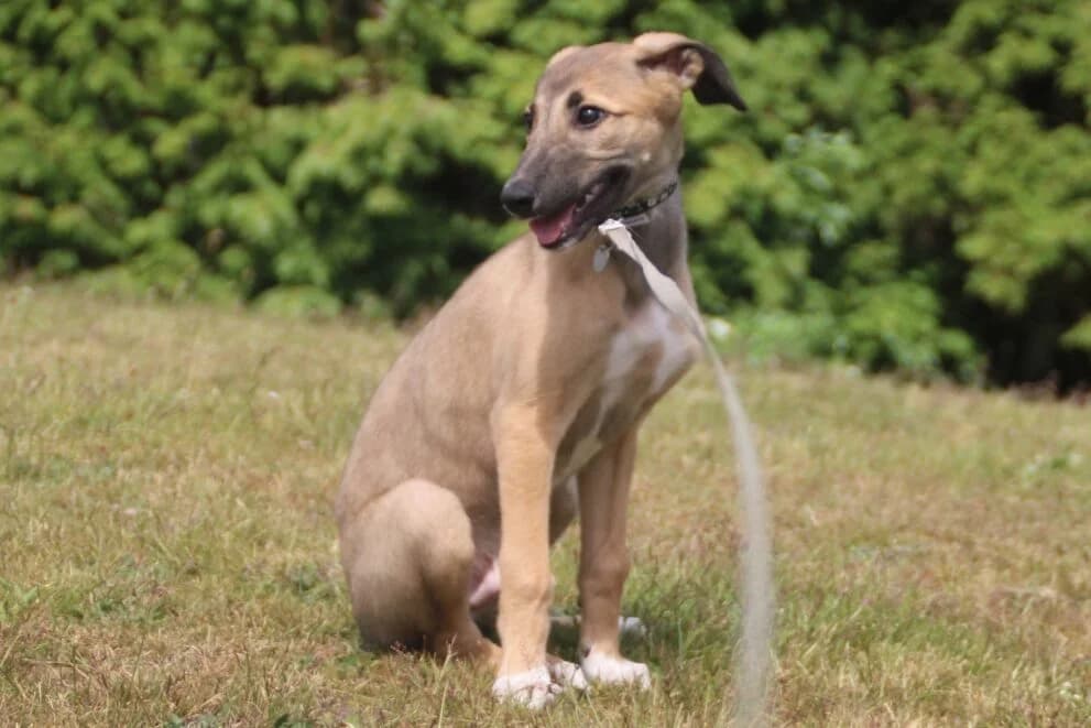 Rolo, male mixed breed for adoption at Brysons Animal Refuge