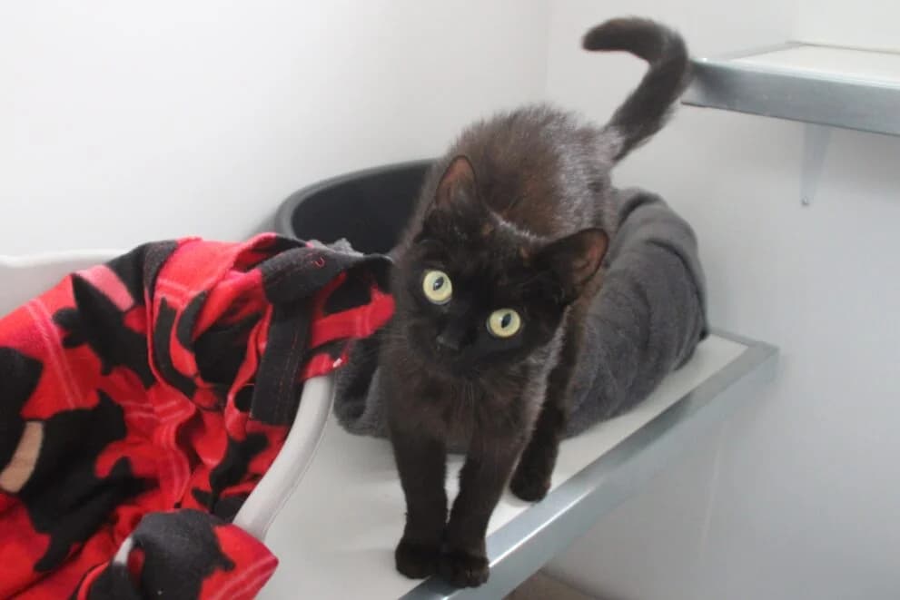 Rosie, female 3yo Mixed Breed Cat for adoption at Brysons Animal Refuge