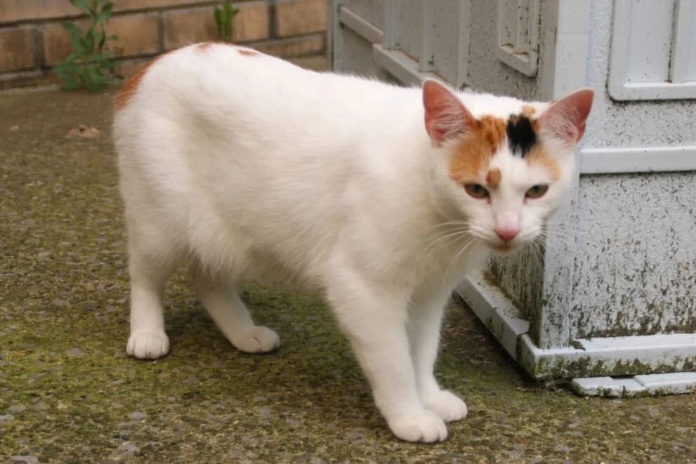Rosie, female young Mixed Breed Cat for adoption at Brysons Animal Refuge