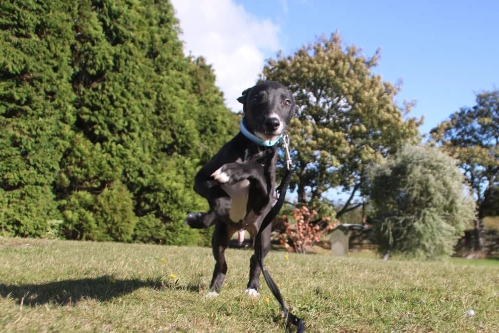 Stilton, male Lurcher for adoption at Brysons Animal Refuge