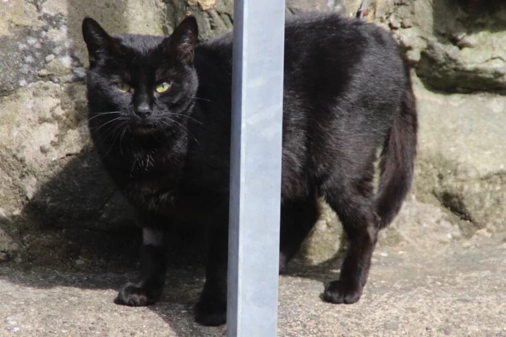 Stormy, male young Mixed Breed Cat for adoption at Brysons Animal Refuge