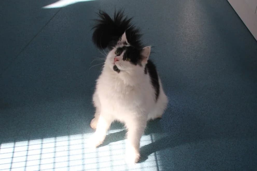 Ted, male young Mixed Breed Cat for adoption at Brysons Animal Refuge