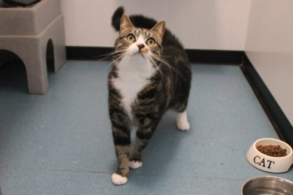 Theo, male young Mixed Breed Cat for adoption at Brysons Animal Refuge